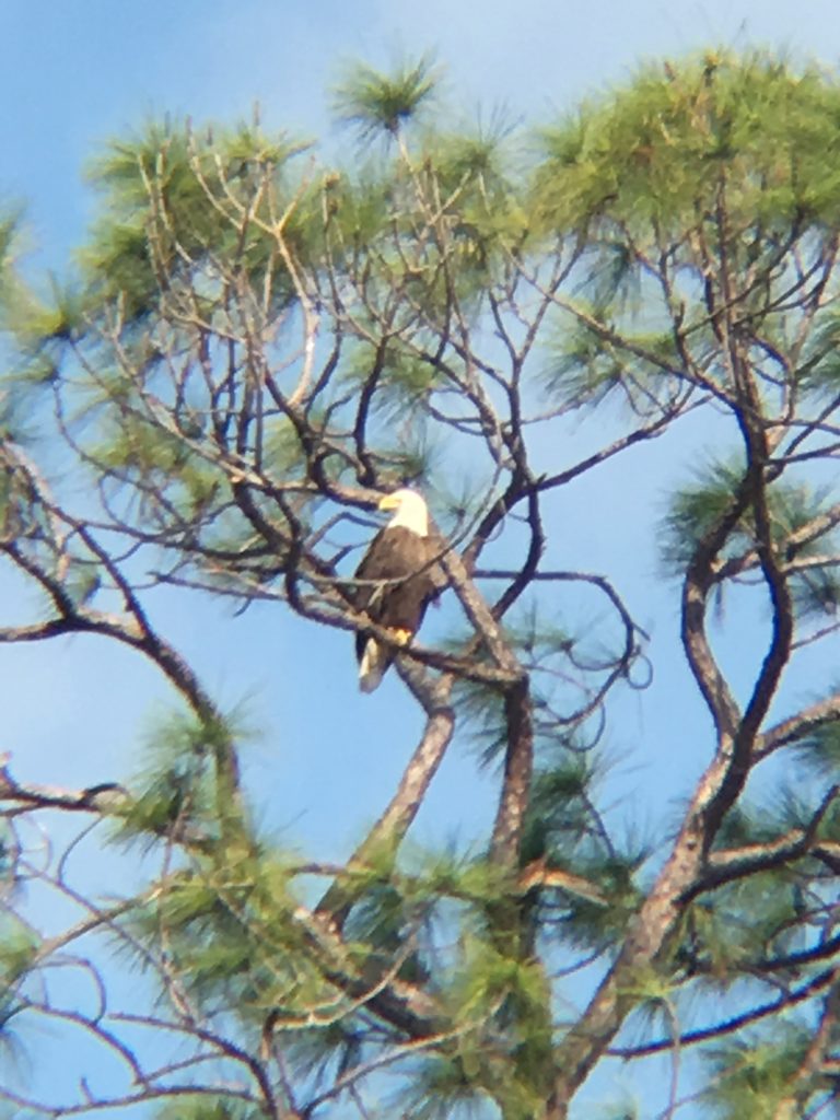 Bald Eagle at Disney Sprintg