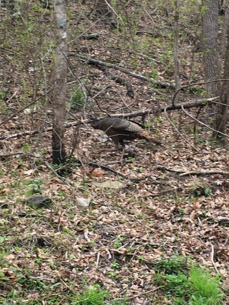 Turkey were seen everywhere in the park.