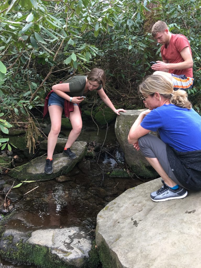 Little stream coming out of the undergrowth
