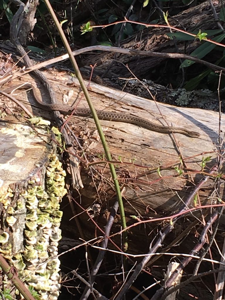 Garter Snake sunning.
