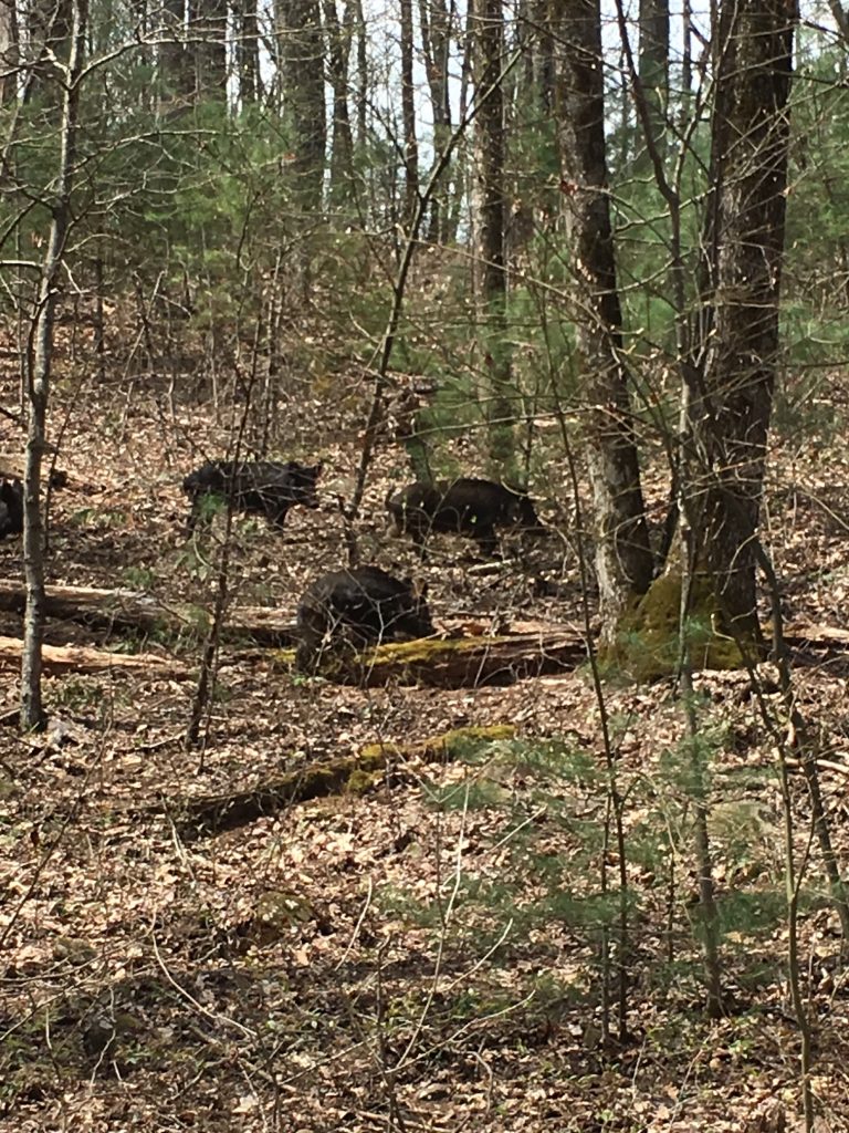 Wild boar on Rich Mountain Road