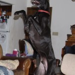 He really is a big dog