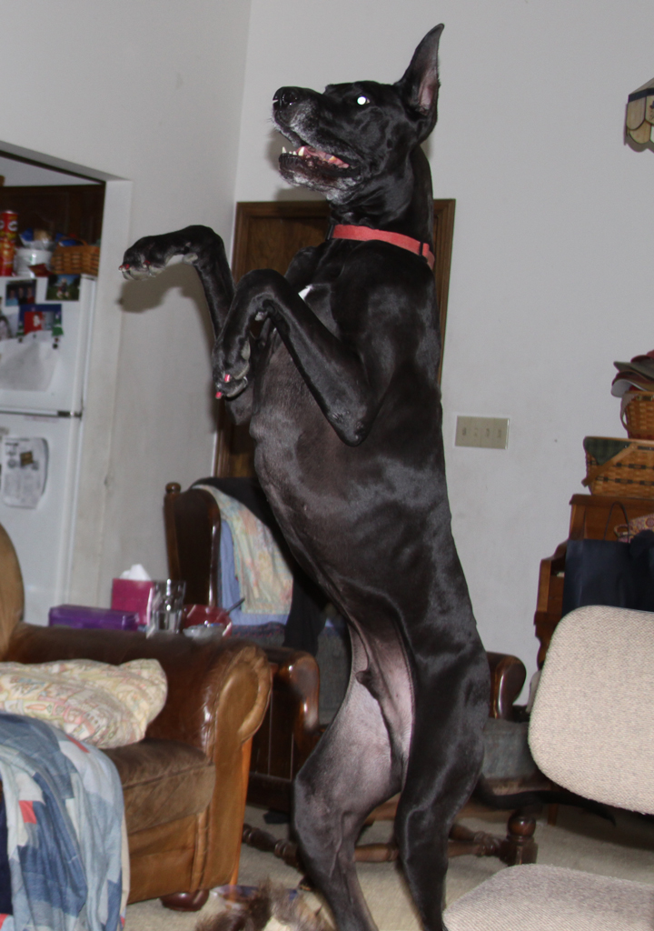 He really is a big dog