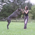Puppy and Ashley jumping around