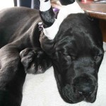 Puppy is very tired.