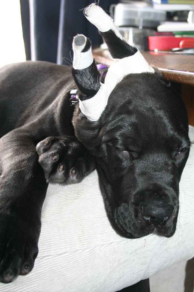 Puppy is very tired.