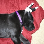 He loves fresh blankets and bedding.