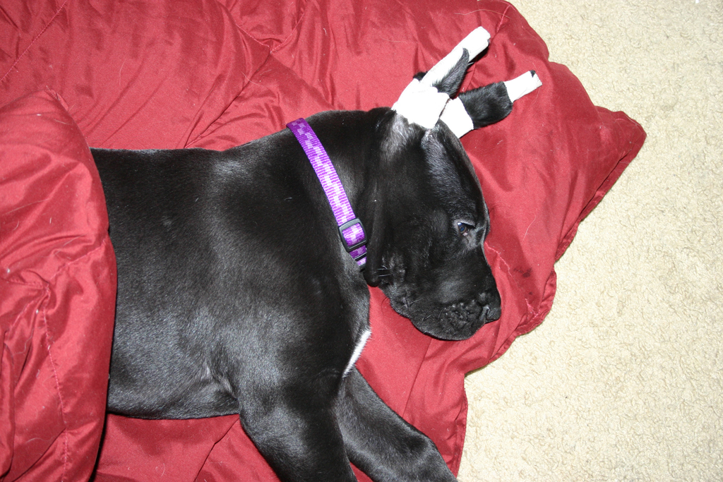 He loves fresh blankets and bedding.