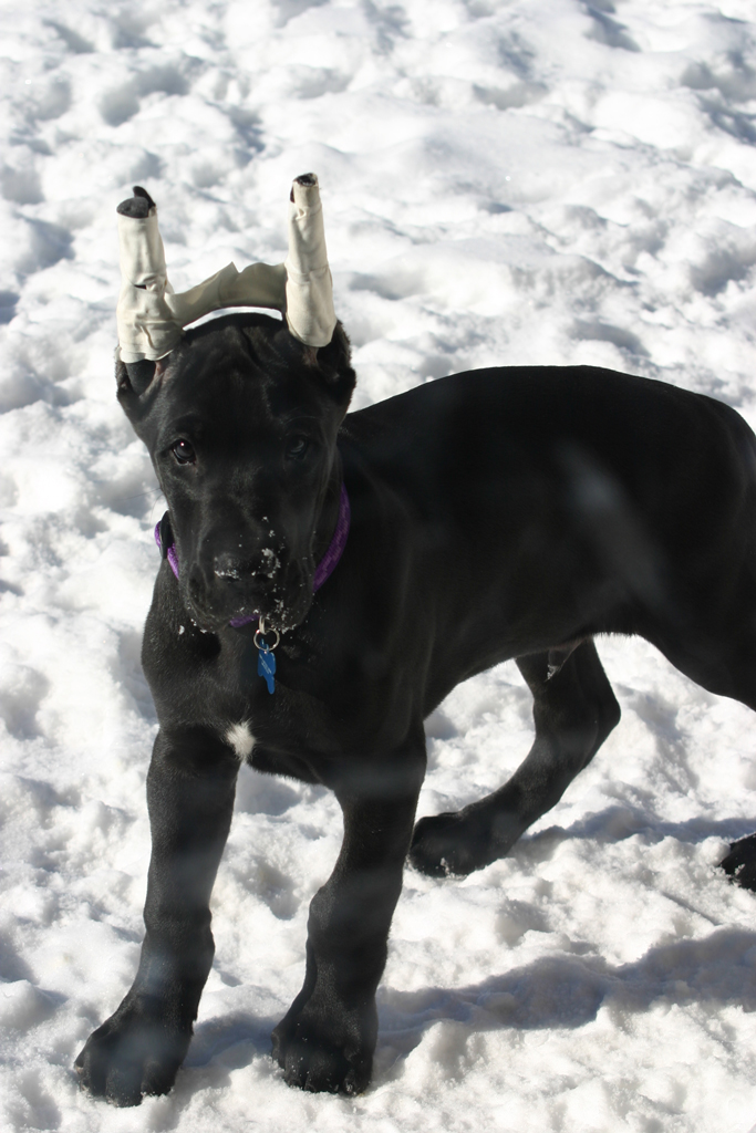 Puppy in the snow.