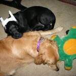 Goony and Phoebe napping after some hard play together.