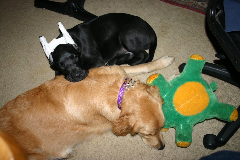 Goony and Phoebe napping after some hard play together.