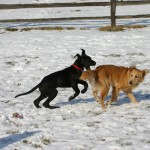Goony and Phoebe chasing each other around.