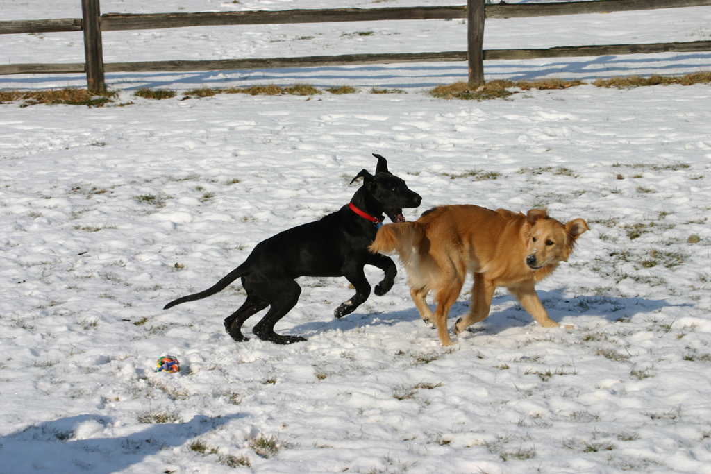 Goony and Phoebe chasing each other around.